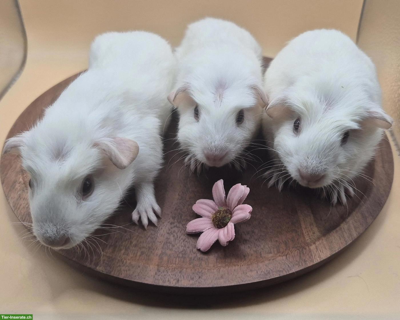 Süsse Crested Meerschweinchen Frühkastraten