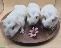 Süsse Crested Meerschweinchen Frühkastraten