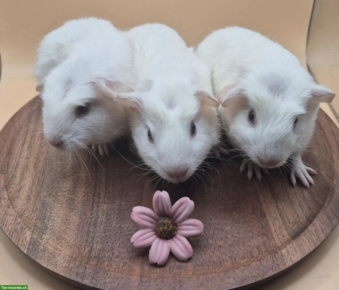 Bild 2: Süsse Crested Meerschweinchen Frühkastraten