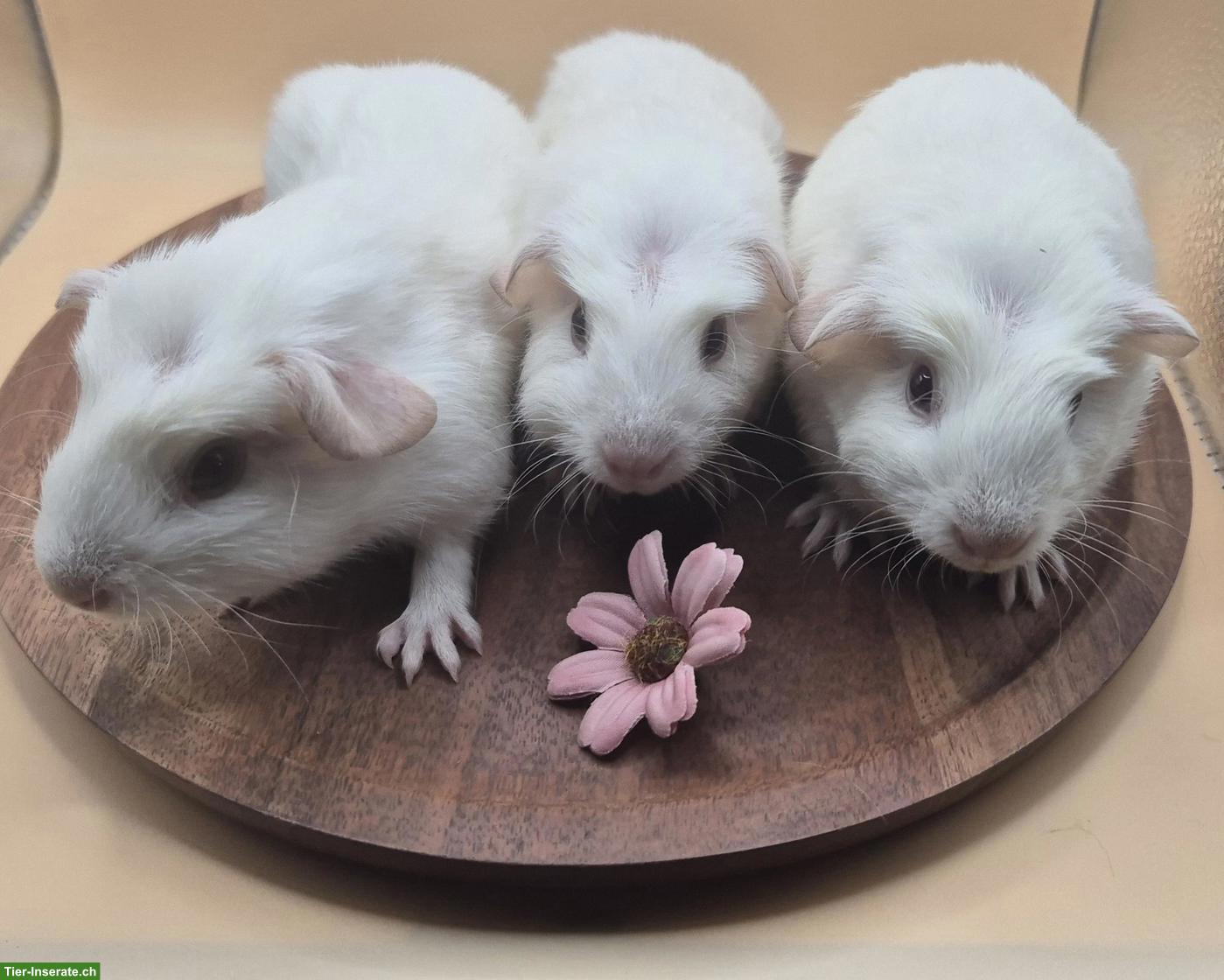 Bild 3: Süsse Crested Meerschweinchen Frühkastraten