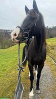 10-jähriger Schweizer Warmblut Wallach als Freizeitpferd zu verkaufen