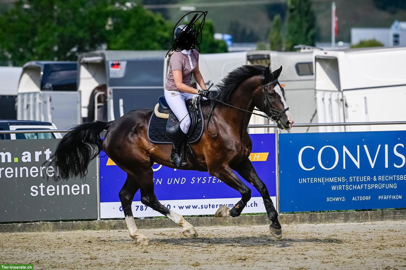 Bild 2: 10-jähriger Schweizer Warmblut Wallach als Freizeitpferd zu verkaufen