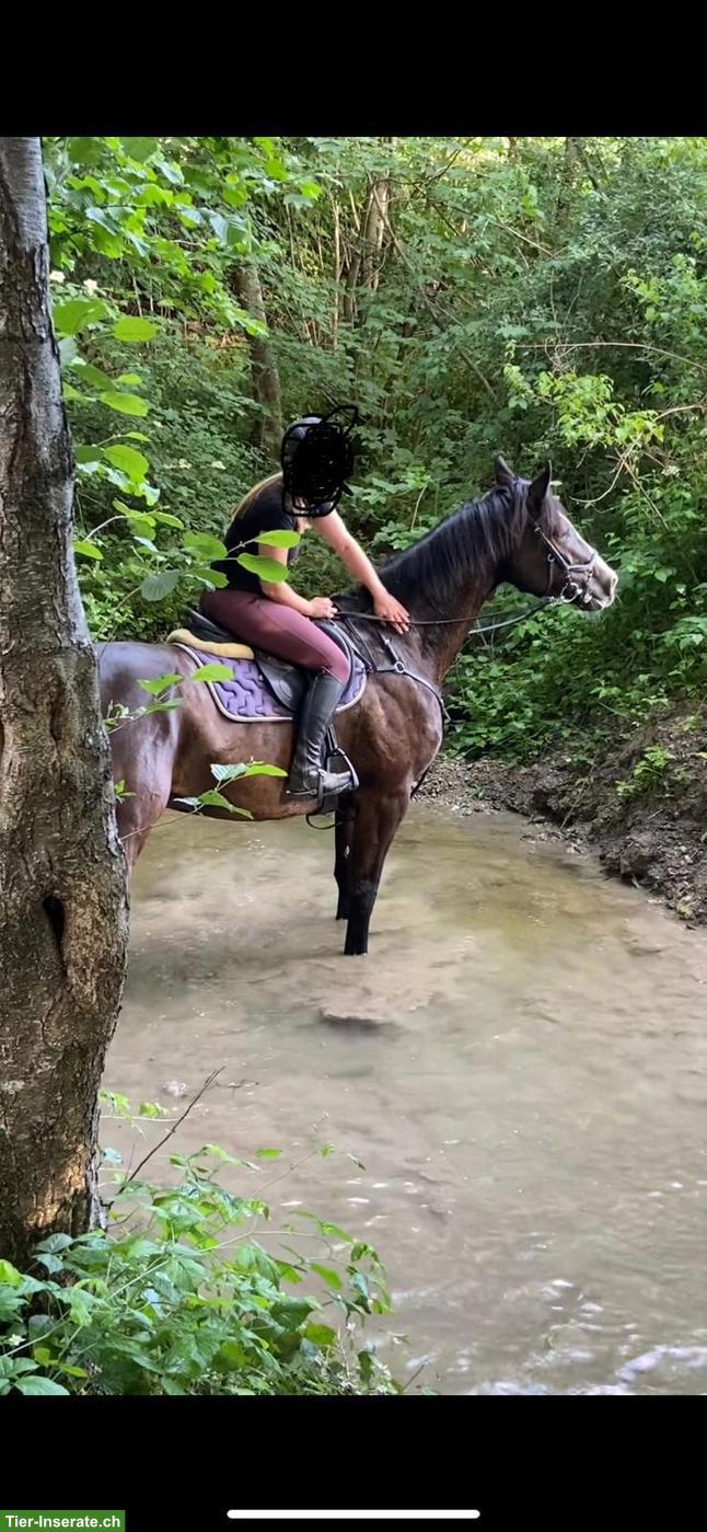 Bild 3: 10-jähriger Schweizer Warmblut Wallach als Freizeitpferd zu verkaufen