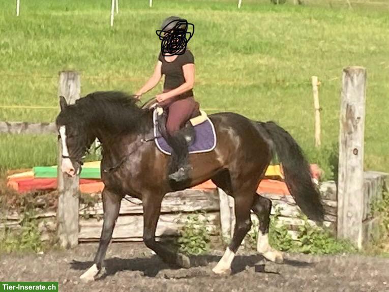 Bild 4: 10-jähriger Schweizer Warmblut Wallach als Freizeitpferd zu verkaufen