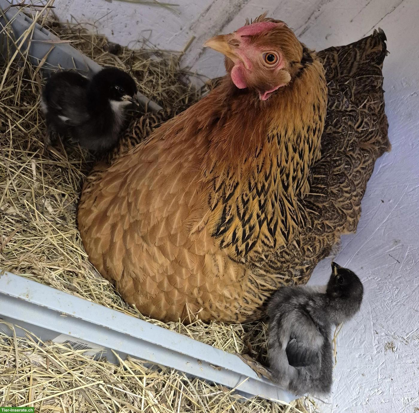 Liebe Glucke (Mischlingshenne) sucht neues Zuhause