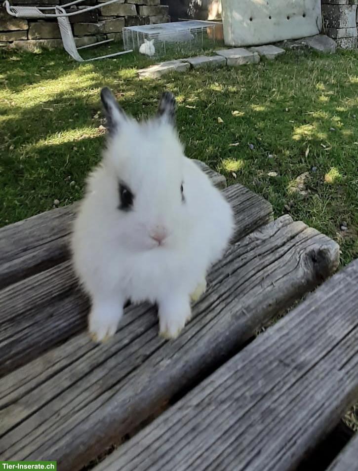 Löwenkopf Kaninchen sucht neues Zuhause