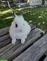 Löwenkopf Kaninchen sucht neues Zuhause