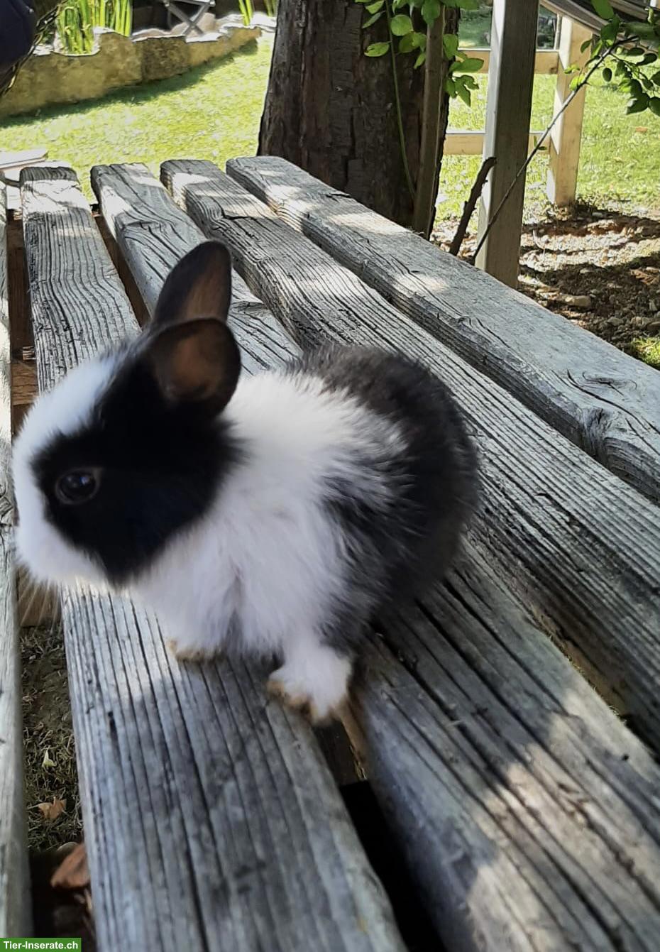 Bild 2: Löwenkopf Kaninchen sucht neues Zuhause