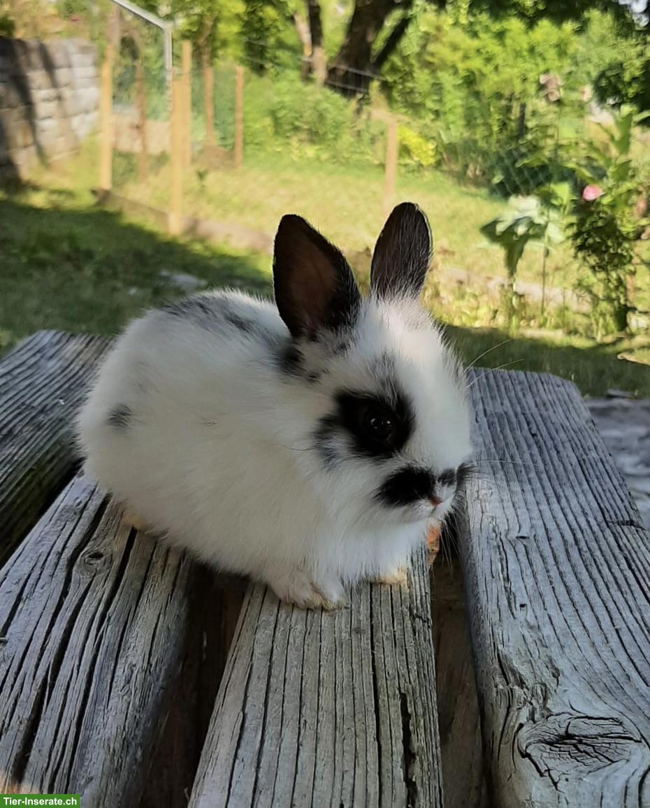 Bild 4: Löwenkopf Kaninchen sucht neues Zuhause