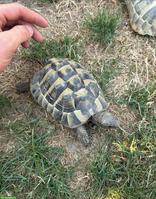 Schildkröten zu verschenken