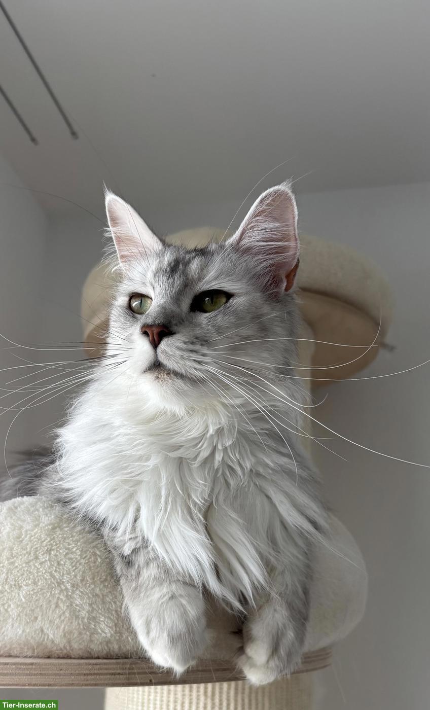 Reinrassige Maine Coon Katze mit Stammbaum (FFH)