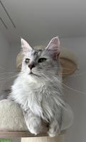 Reinrassige Maine Coon Katze mit Stammbaum (FFH)