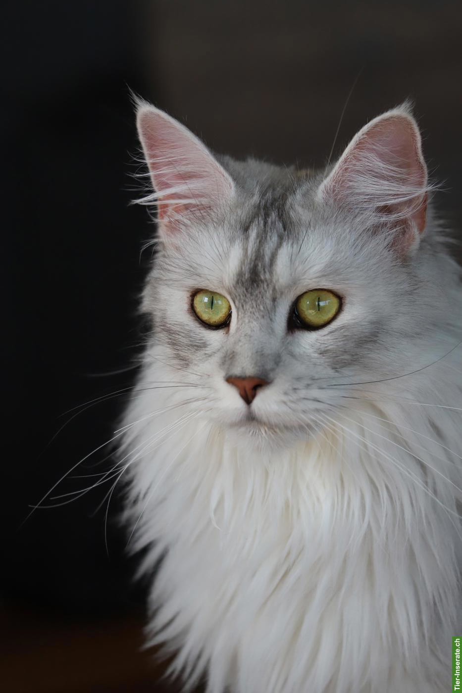 Bild 2: Reinrassige Maine Coon Katze mit Stammbaum (FFH)
