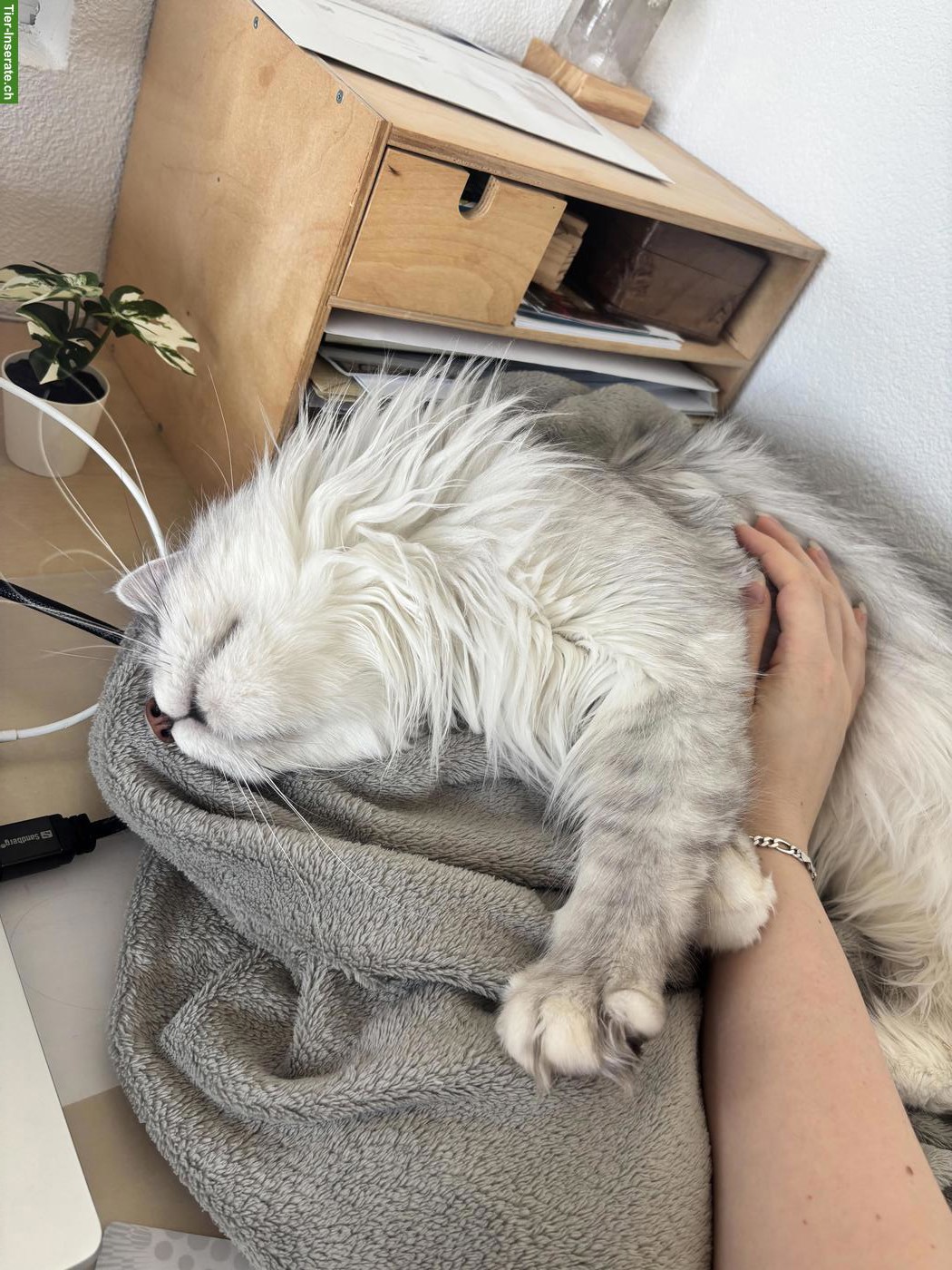 Bild 3: Reinrassige Maine Coon Katze mit Stammbaum (FFH)