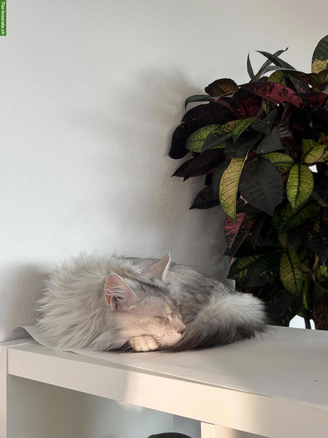 Bild 4: Reinrassige Maine Coon Katze mit Stammbaum (FFH)