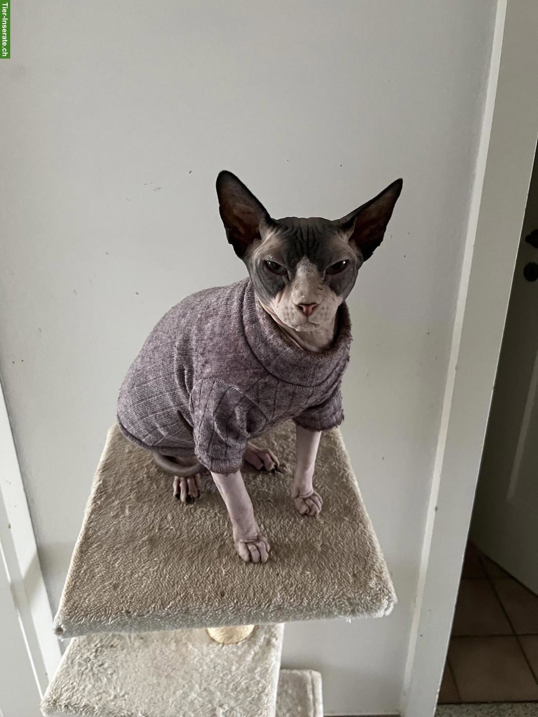 Liebevolle Sphynx Katze Bella sucht Zuhause als Einzelkatze