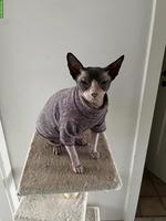 Liebevolle Sphynx Katze Bella sucht Zuhause als Einzelkatze