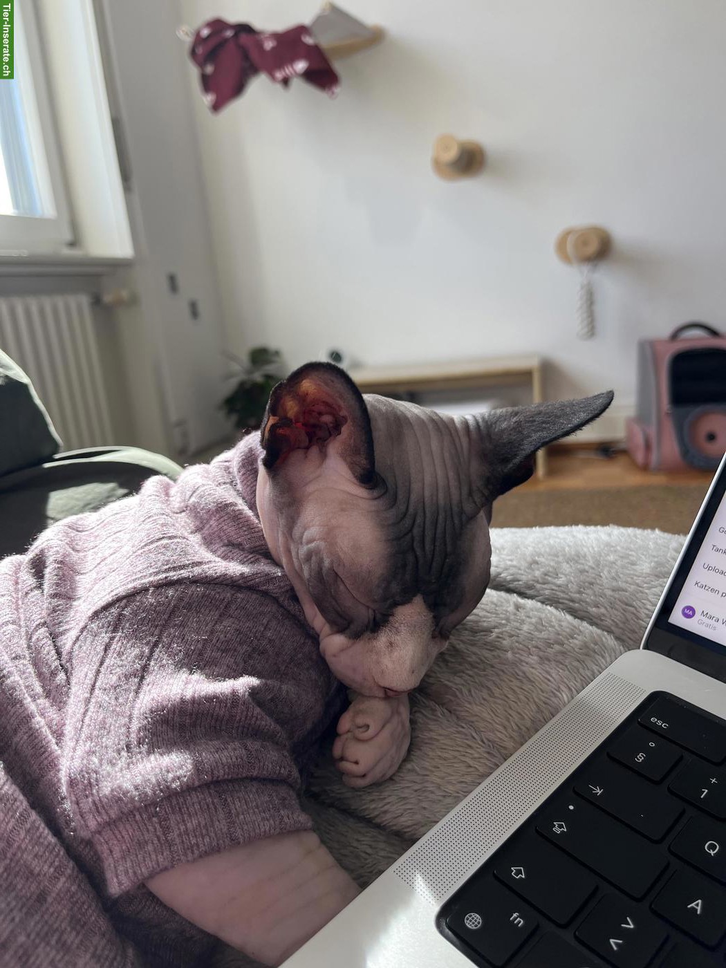 Bild 2: Liebevolle Sphynx Katze Bella sucht Zuhause als Einzelkatze