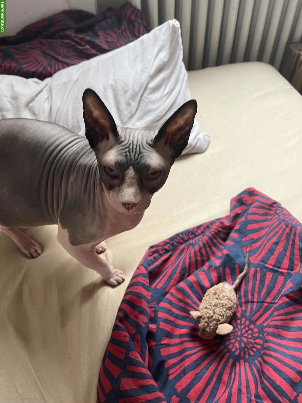 Bild 3: Liebevolle Sphynx Katze Bella sucht Zuhause als Einzelkatze