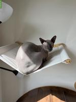 Verschmuster Sphynx Kater Yuzu sucht Zuhause mit anderen Spyhnx