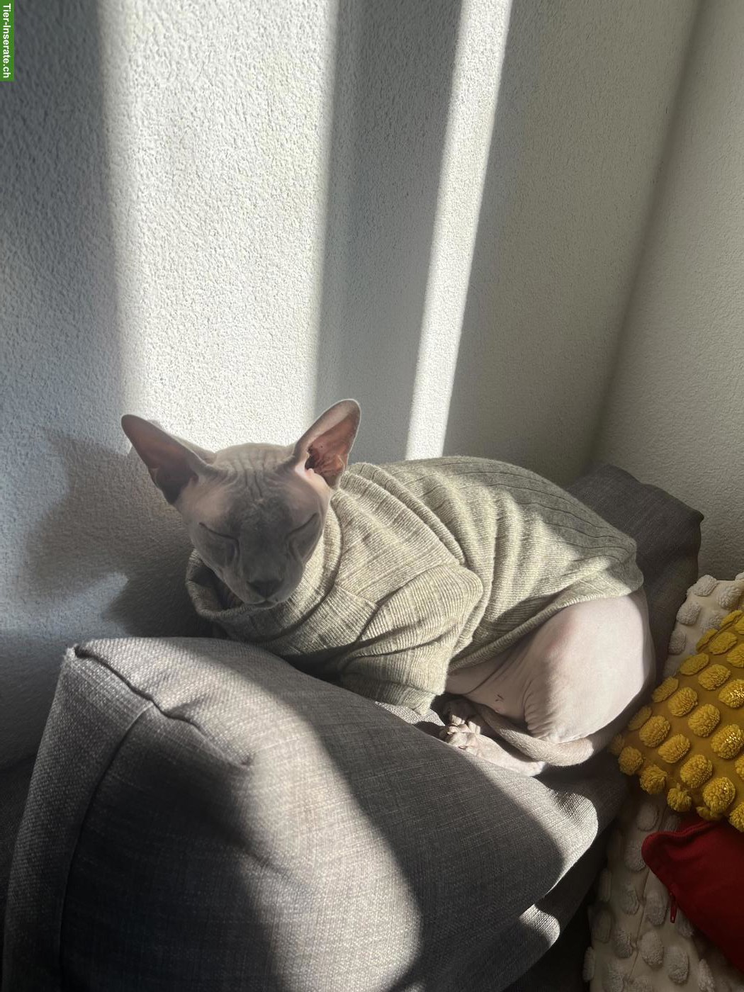 Bild 2: Verschmuster Sphynx Kater Yuzu sucht Zuhause mit anderen Spyhnx