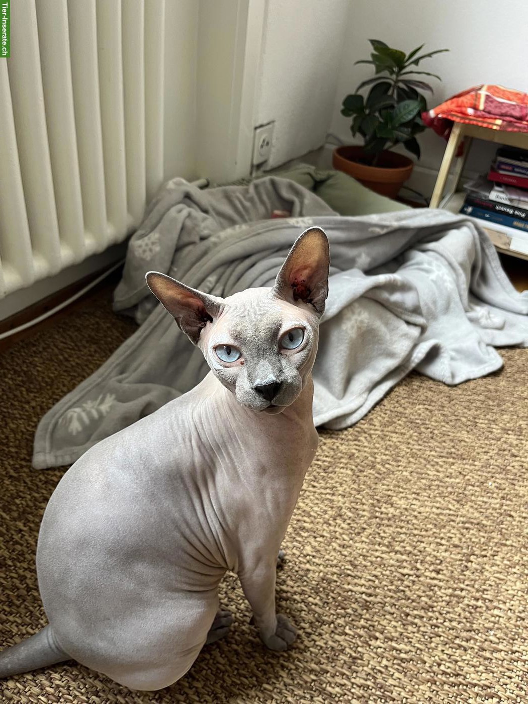 Bild 3: Verschmuster Sphynx Kater Yuzu sucht Zuhause mit anderen Spyhnx
