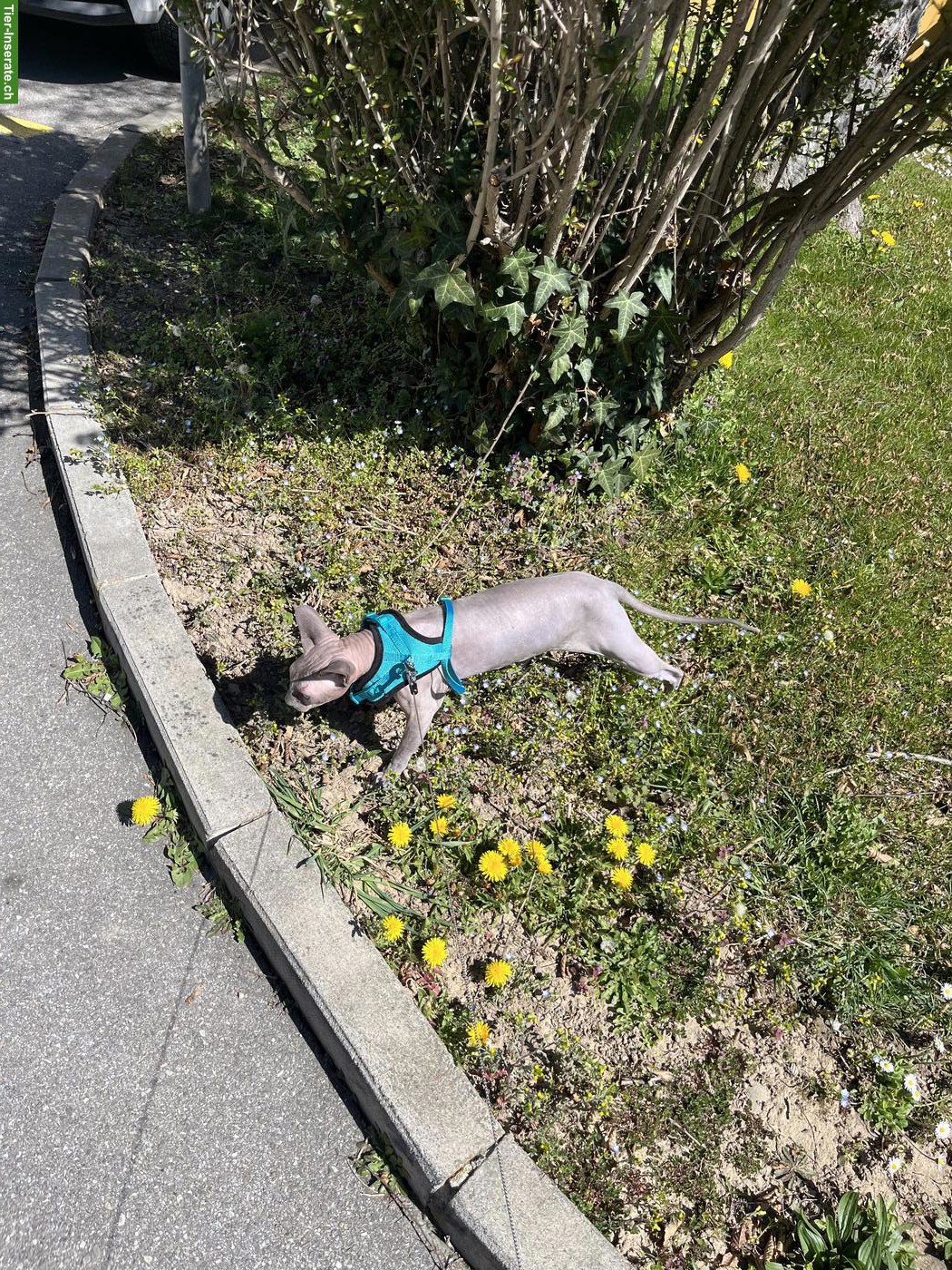 Bild 4: Verschmuster Sphynx Kater Yuzu sucht Zuhause mit anderen Spyhnx