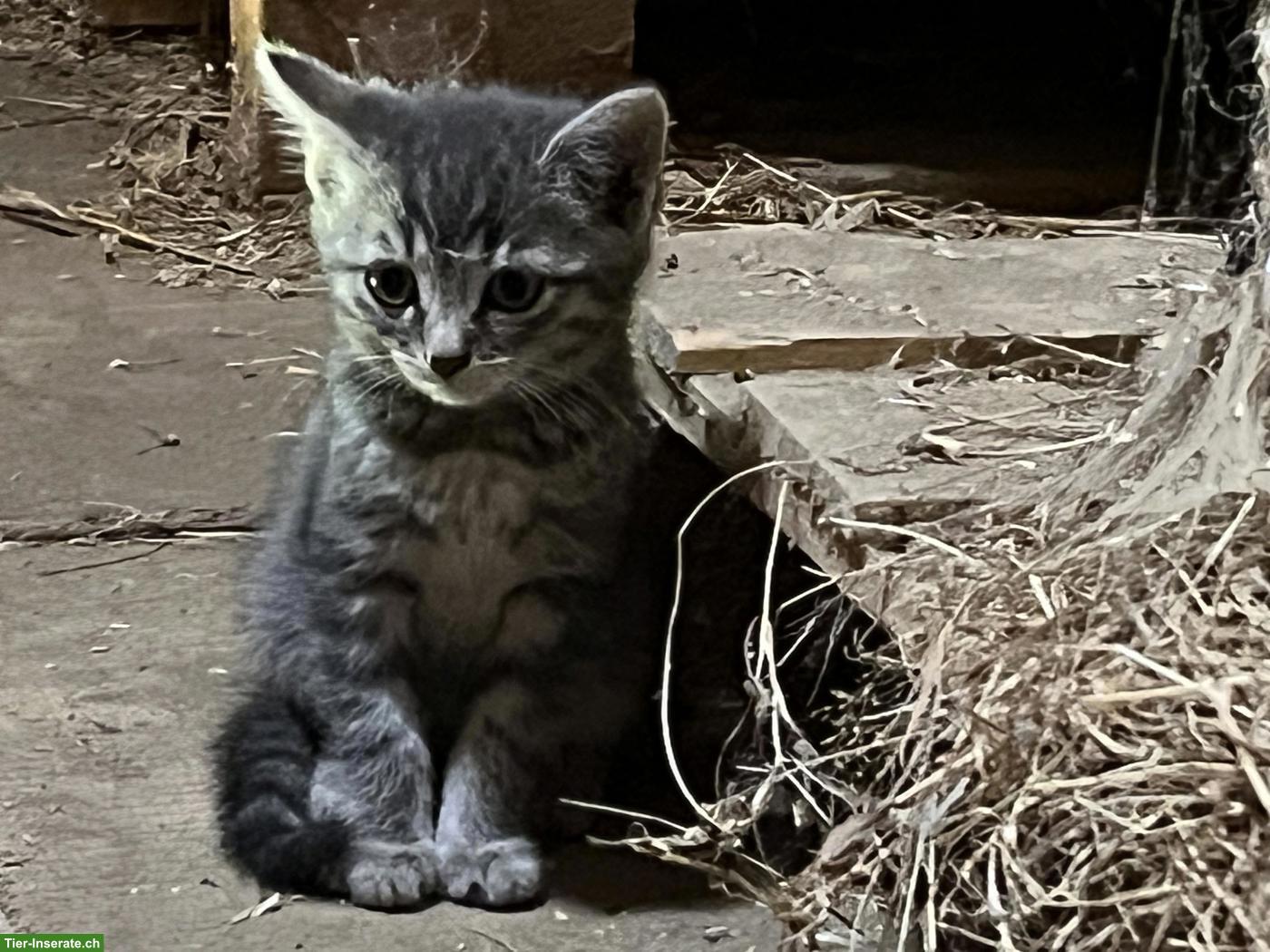 Katzenwelpen zu verkaufen