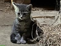 Katzenwelpen zu verkaufen