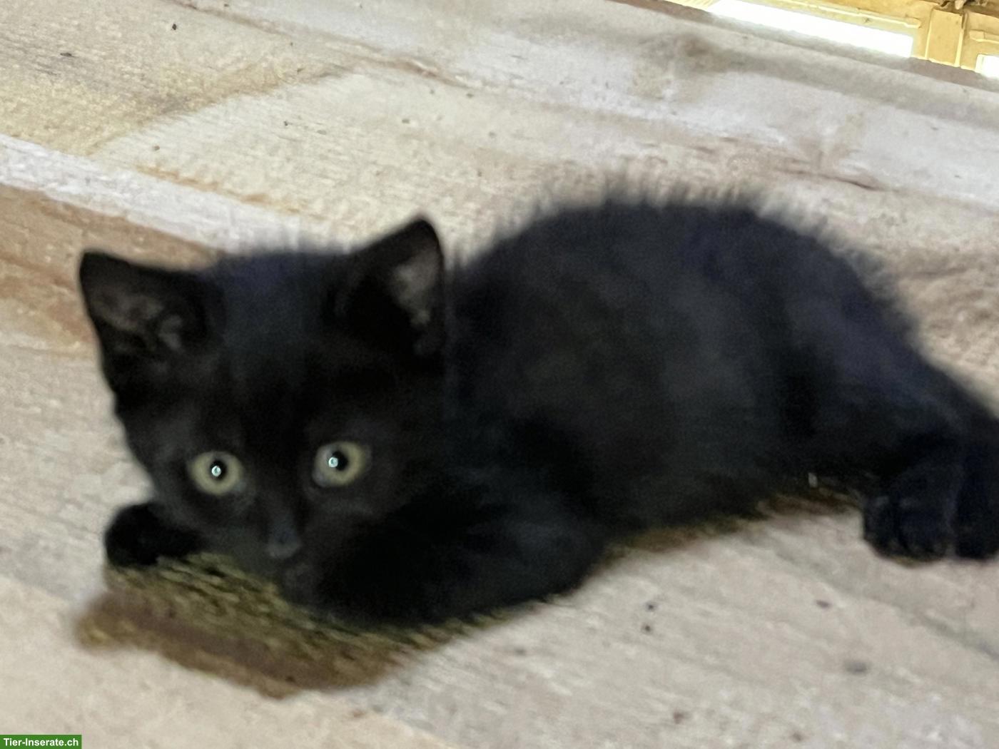 Bild 2: Katzenwelpen zu verkaufen