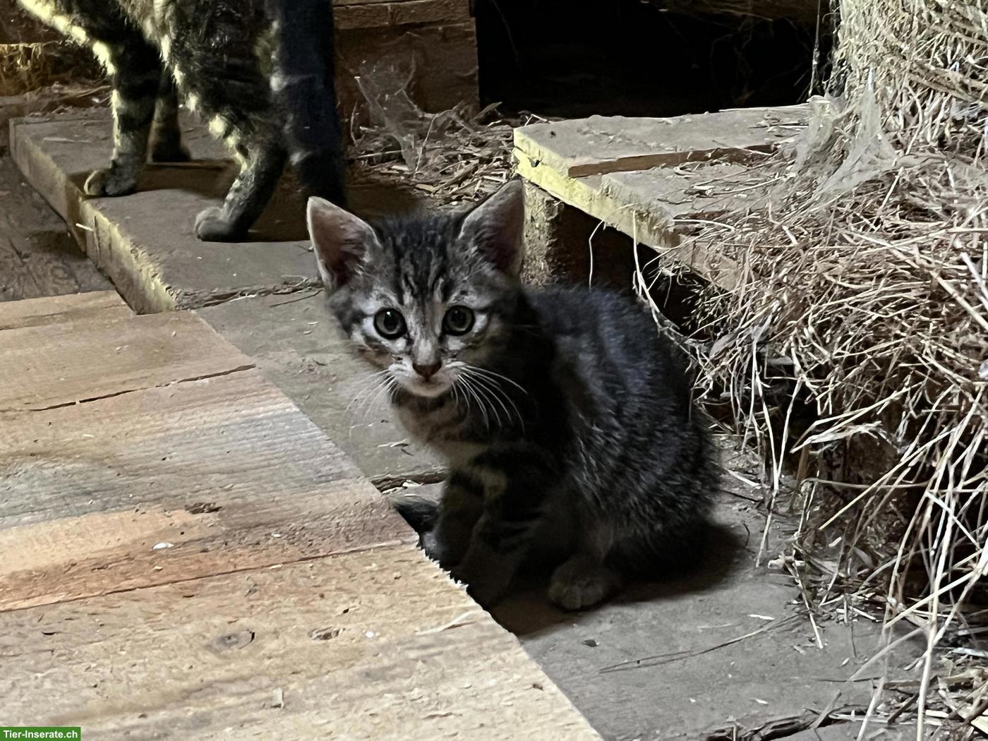 Bild 3: Katzenwelpen zu verkaufen