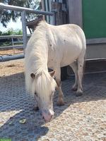 Liebenswertes & kinderliebes Mini Shetty in spezieller Farbe