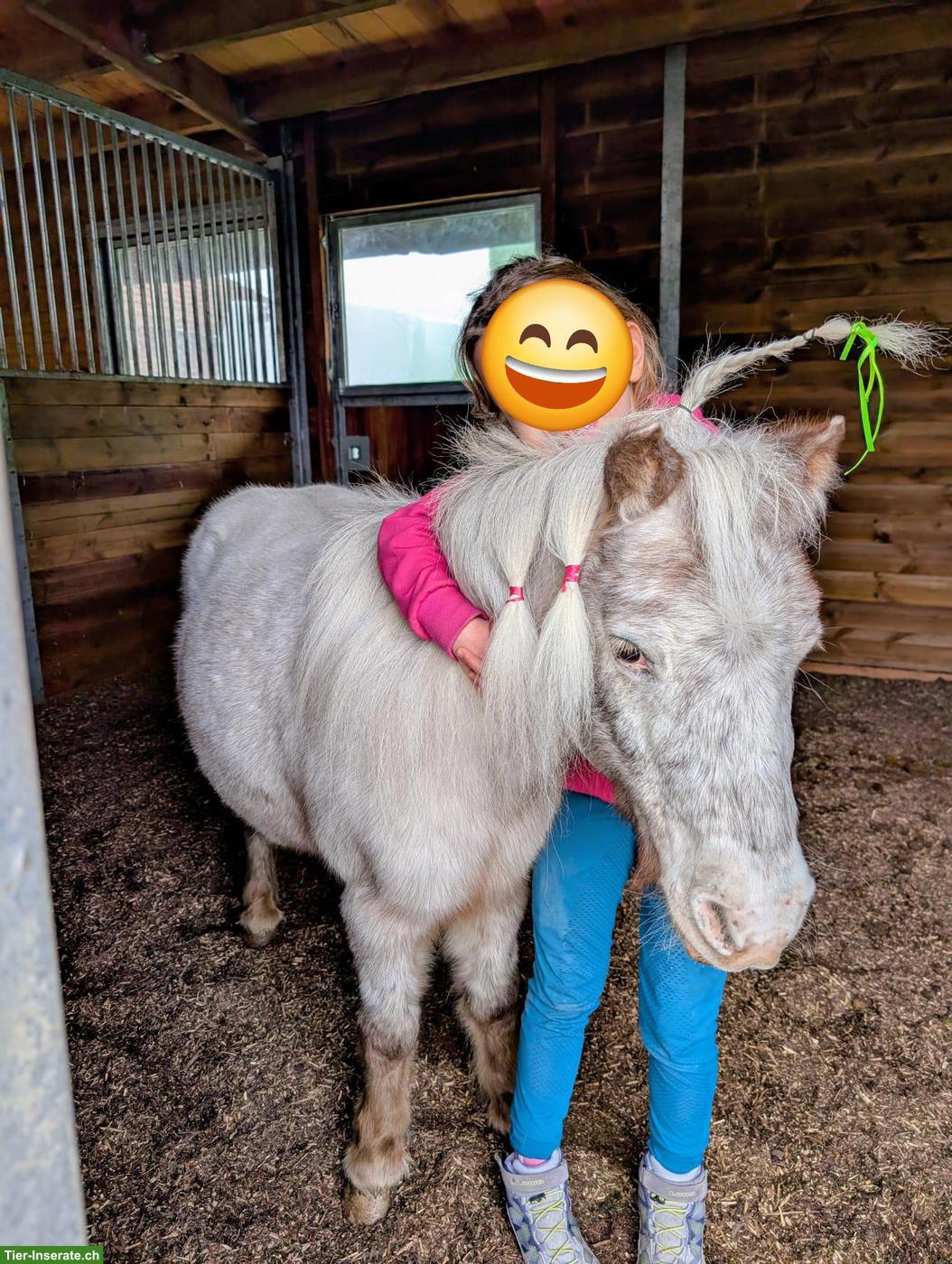 Bild 3: Liebenswertes & kinderliebes Mini Shetty in spezieller Farbe