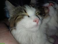 Ragdoll Mix Katze, weiblich