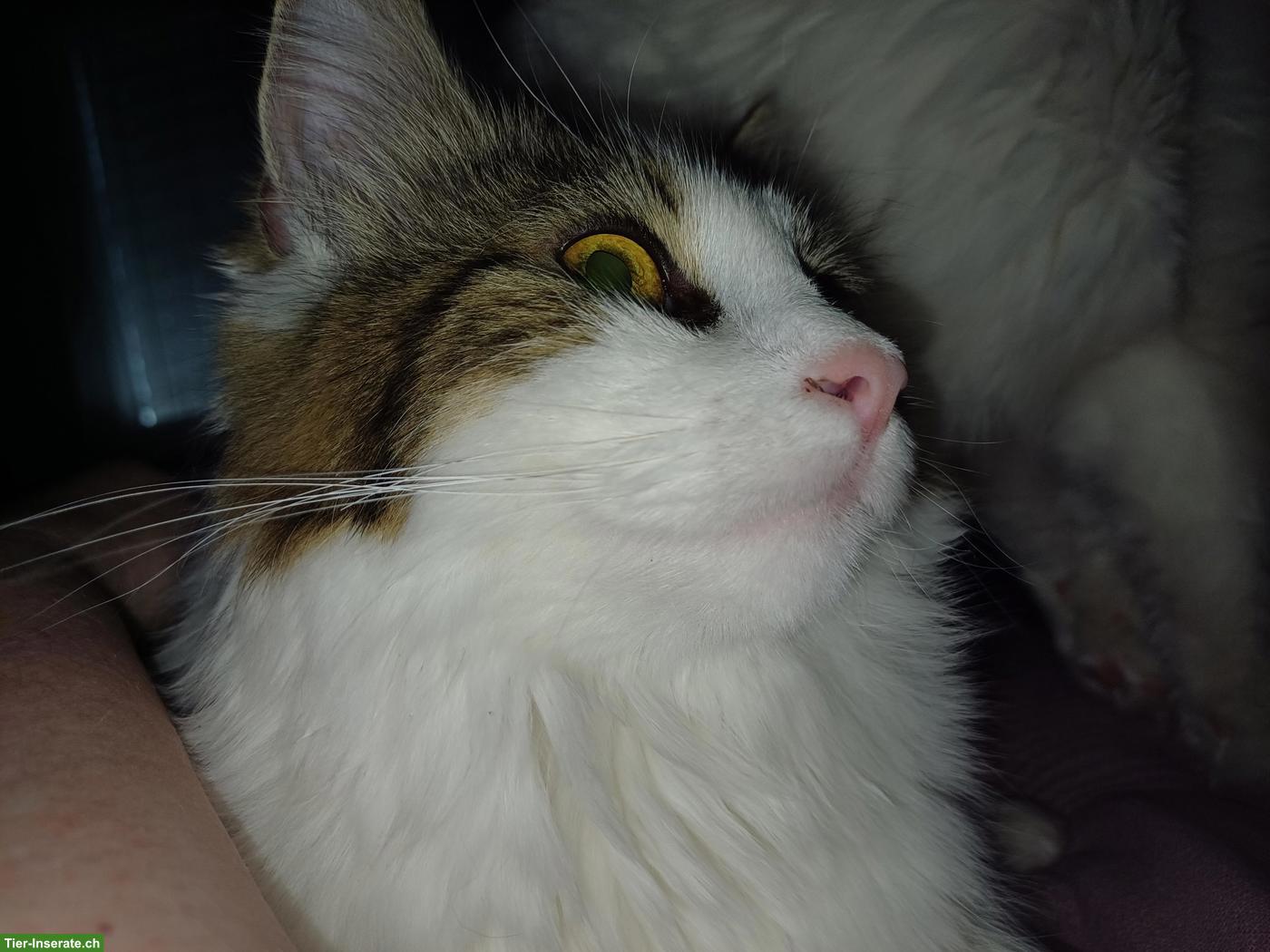 Bild 3: Ragdoll Mix Katze, weiblich