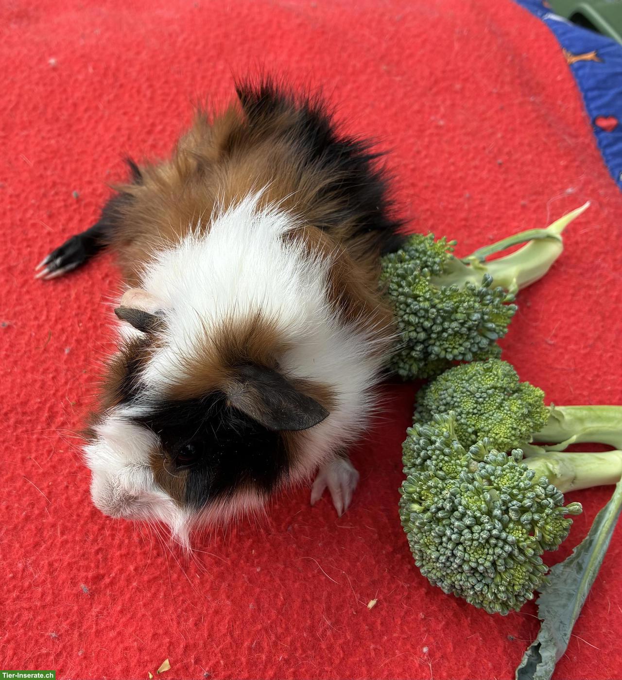 Junge herzige Meerschweinchen