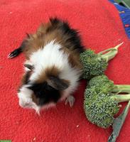 Junge herzige Meerschweinchen