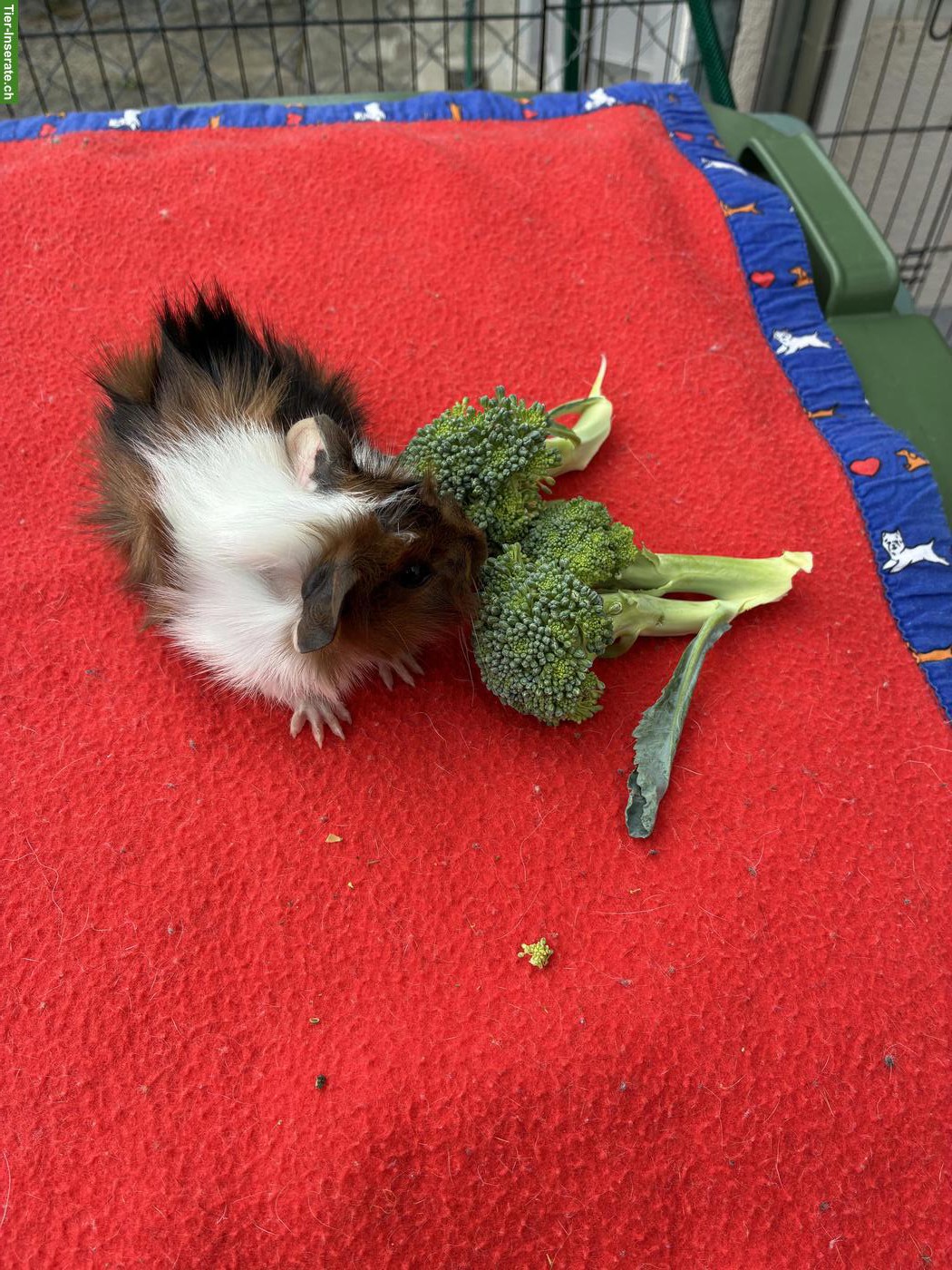 Bild 2: Junge herzige Meerschweinchen