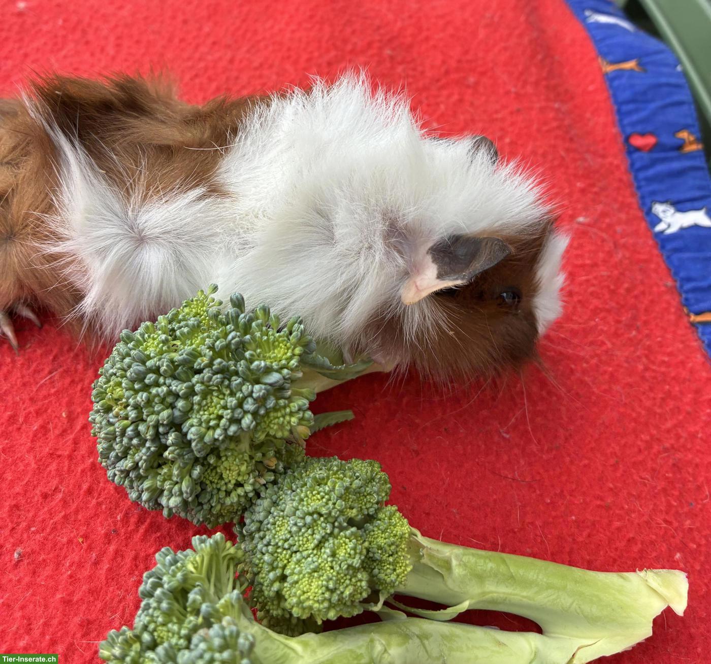 Bild 3: Junge herzige Meerschweinchen