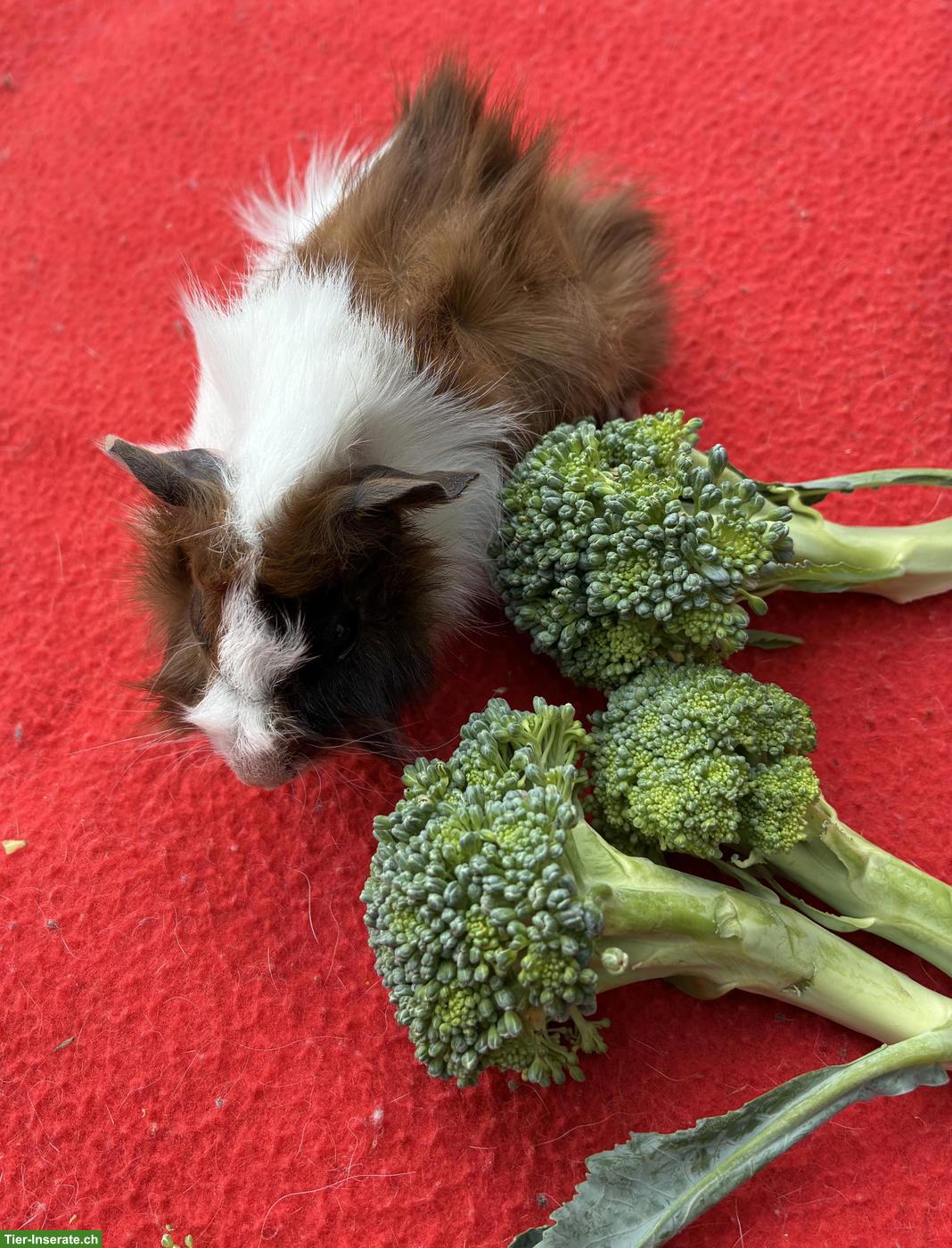 Bild 4: Junge herzige Meerschweinchen