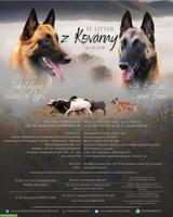 Belgischer Schäferhund, Malinois Welpen mit FCI Ahnentafel
