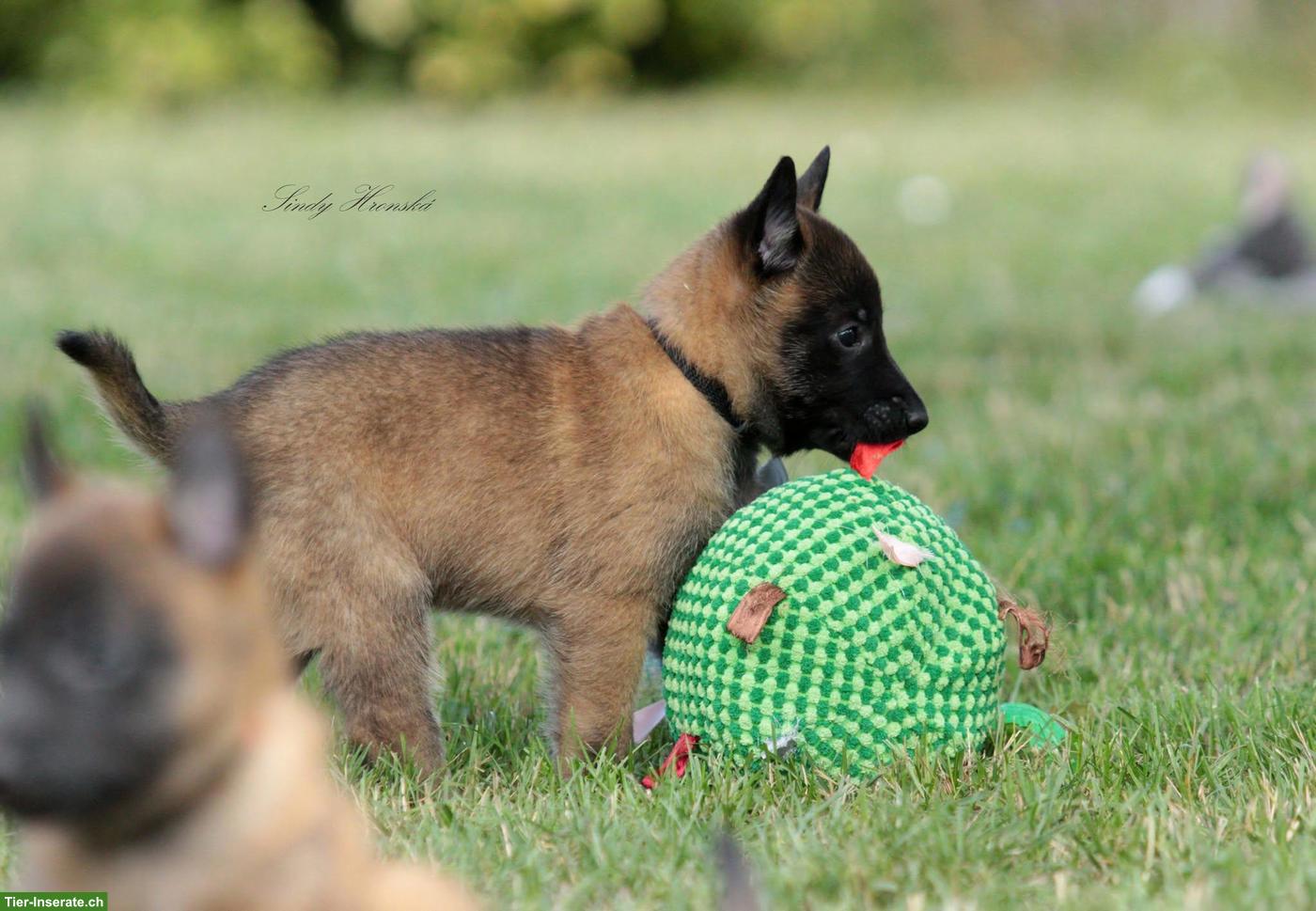 Bild 2: Belgischer Schäferhund, Malinois Welpen mit FCI Ahnentafel