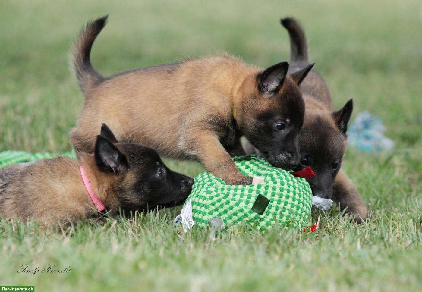 Bild 3: Belgischer Schäferhund, Malinois Welpen mit FCI Ahnentafel
