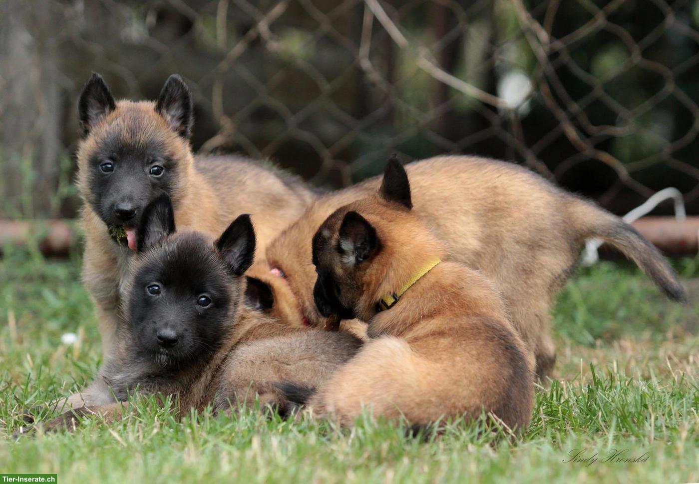 Bild 4: Belgischer Schäferhund, Malinois Welpen mit FCI Ahnentafel