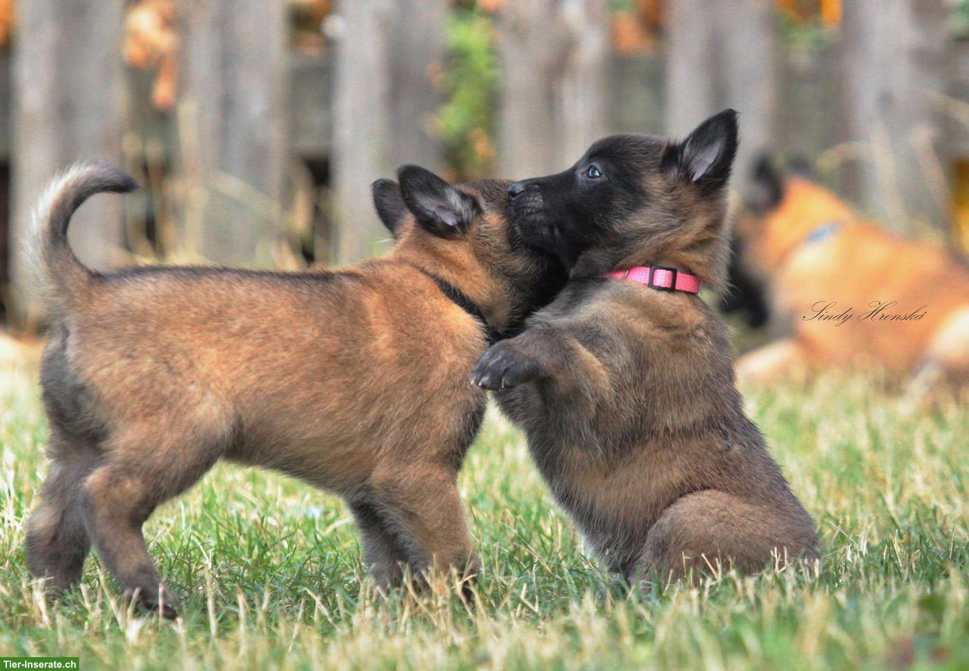 Bild 5: Belgischer Schäferhund, Malinois Welpen mit FCI Ahnentafel
