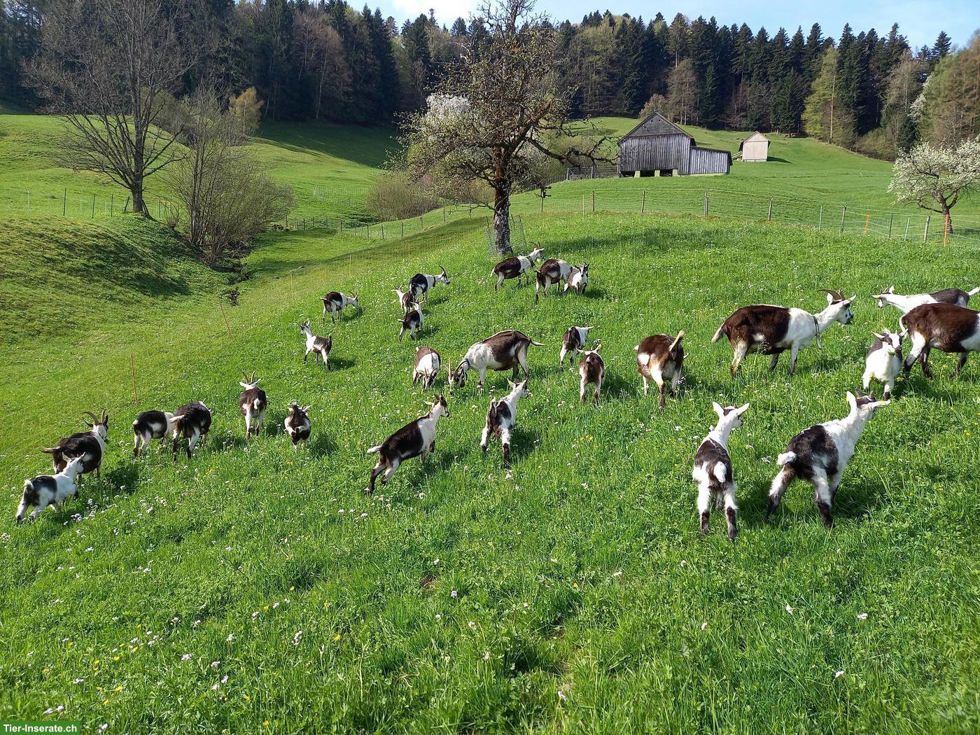 Pfauenziegen zu verkaufen