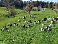 Pfauenziegen zu verkaufen