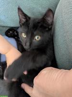 Schwarzes Kitten, sehr verschmuster Kater