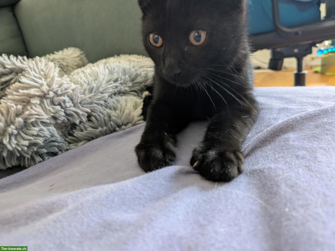 Bild 2: Schwarzes Kitten, sehr verschmuster Kater