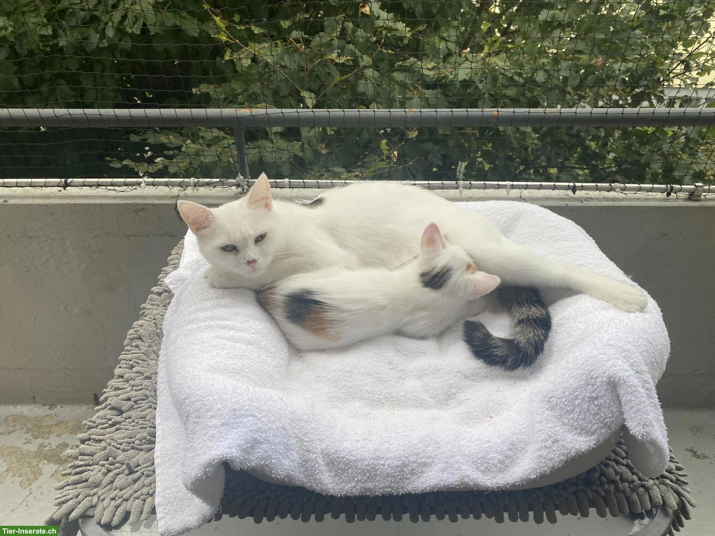 BKH Mix Kitten abzugeben